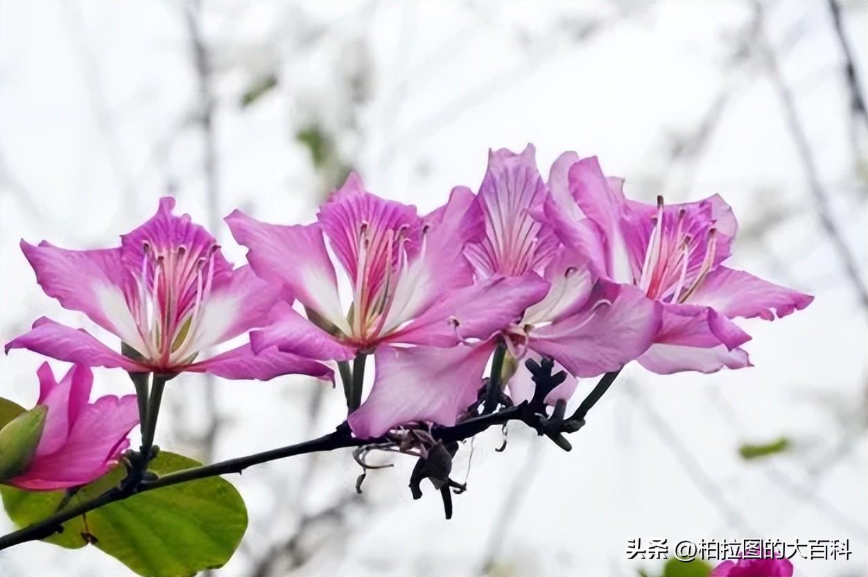 香港紫荆花的象征意义（香港紫荆花：繁花似锦，盛世风华）