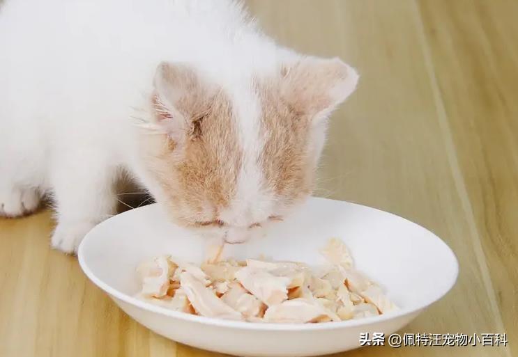 一半猫粮一半鸡胸肉可以吗 给猫咪喂食？